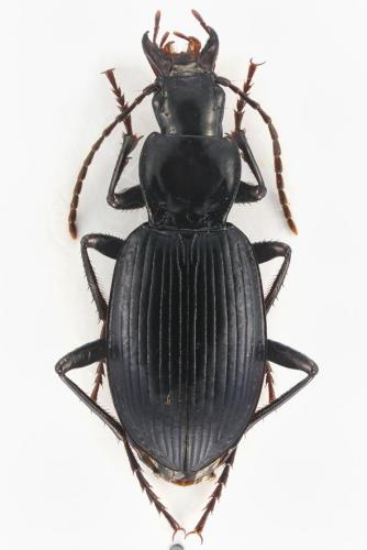 Laemostenus complanatus